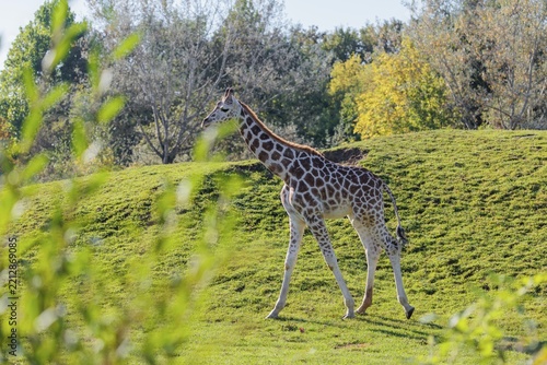 A Rothschild's Giraffe (Giraffa camelopardalis camelopardalis) walks across a green meadow in hilly terrain. The backlight makes the mane glow