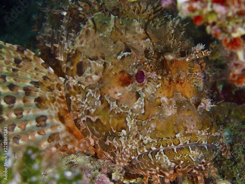 A detailed close-up of a scorpionfish with distinctive facial features, the red scorpionfish (Scorpaena scrofa), also known as the sea pig, at the Cap de Creus Marine Protected Area, Rosas, Costa Brava, Spain, Mediterranean Sea