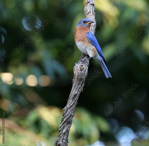 Eastern Blue bird