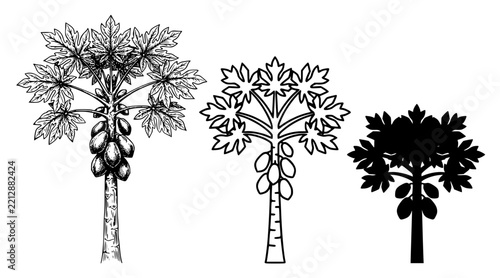 Papaya Tree Sketch Outline and Silhouette Black White Vector Collection