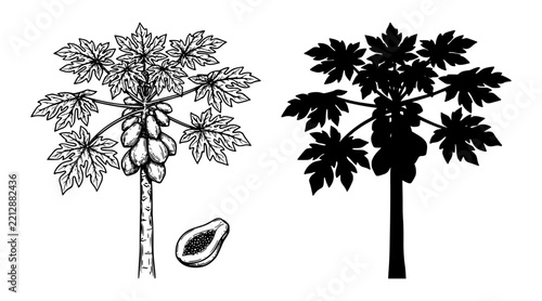Papaya Tree Sketch Outline and Silhouette Black White Vector Collection