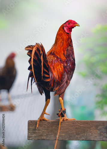 Close-up rear view of a Tethered Fighting Cock Perched on Wooden Platform in the rural countryside, Philippines