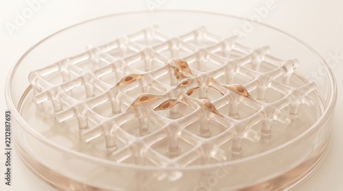 Hydrogel scaffold lattice in a tissue engineering dish