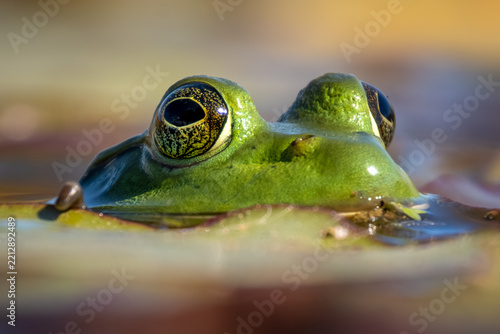 Extreme closeup of an American bullfrog(Lithobates catesbeianus) in the pond.