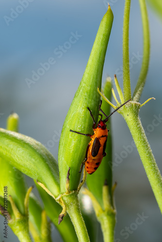 Nymph of a Large Milkweed Bug (Oncopeltus fasciatus) on a milkweed pod.