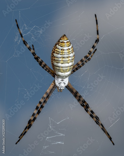 Top view of a Banded Garden Spider (Argiope trifasciata).