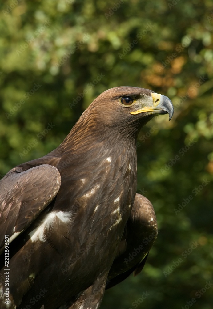 Obraz premium Golden eagle (Aquila chrysaetos)