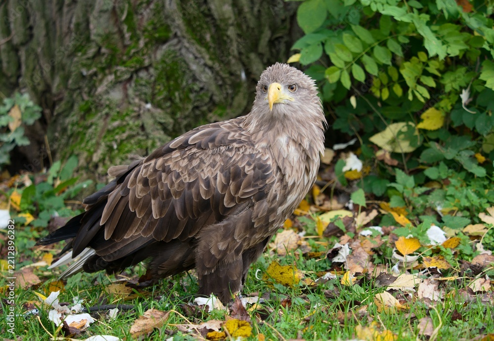 Fototapeta premium Golden eagle (Aquila chrysaetos)