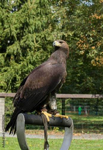 Golden eagle (Aquila chrysaetos)