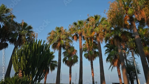 Tall palm trees and green cacti standing against a clear blue sky in a sunny coastal landscape