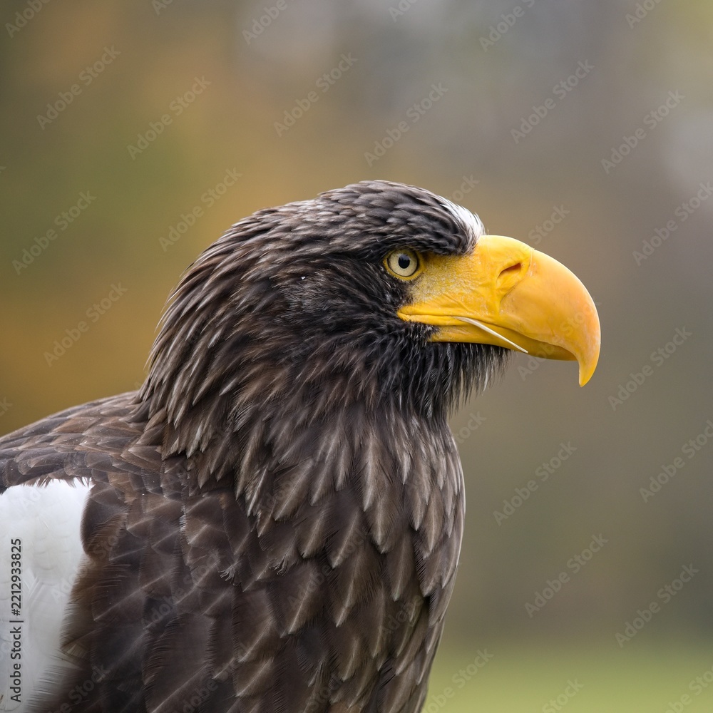 Obraz premium Steller's sea eagle (Haliaeetus pelagicus)