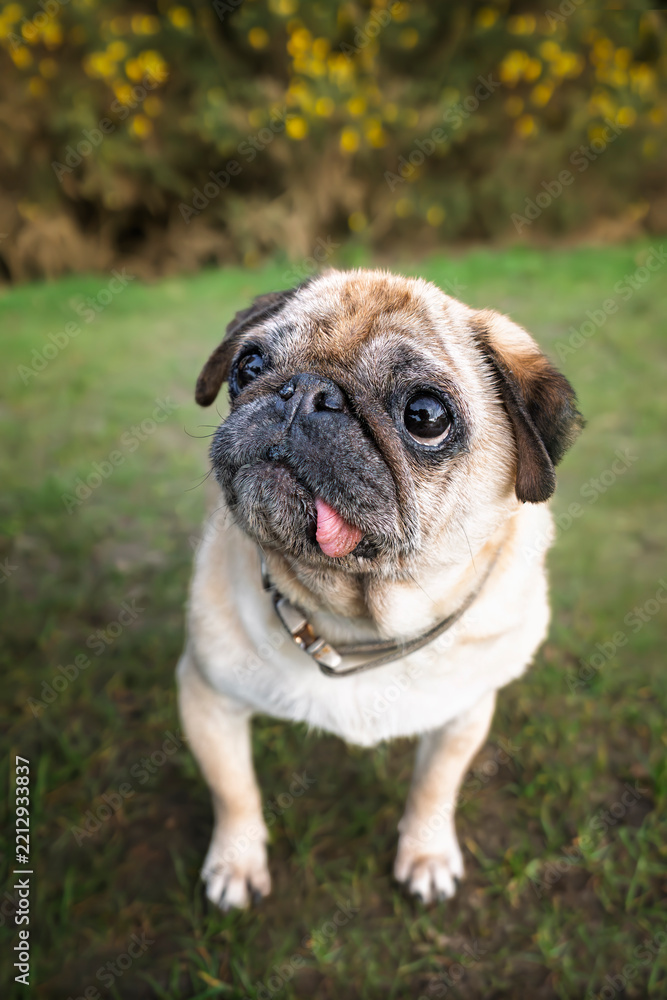 Obraz premium Fawn Pug at Lightwater Country Park looking to the left