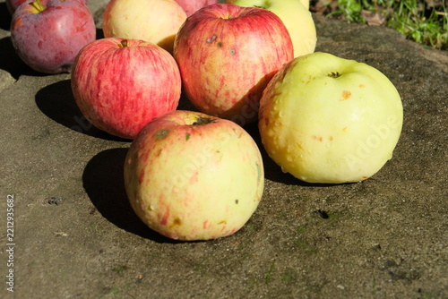 Assorted red, pink, yellow, and green apples arranged on a sunlit weathered stone surface with garden foliage in the background, fresh whole fruit still life