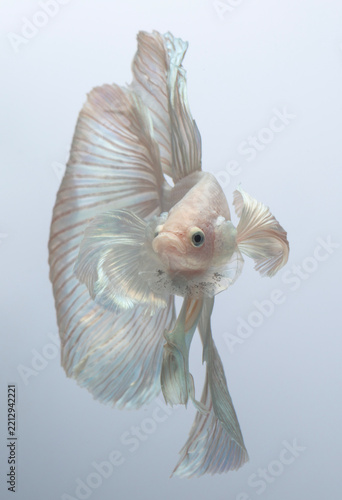 siamese fighting fish swimming over white background