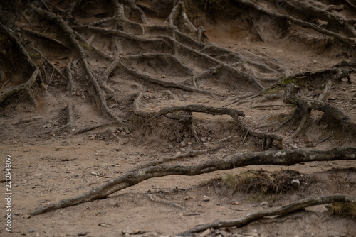 Exposed Tree Roots on a Forest Floor 
