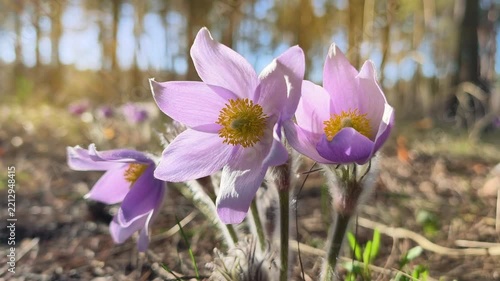 Purple Pulsatilla patens flowers bloom in early spring, making this protected wild plant a distinctive species of temperate forest flora