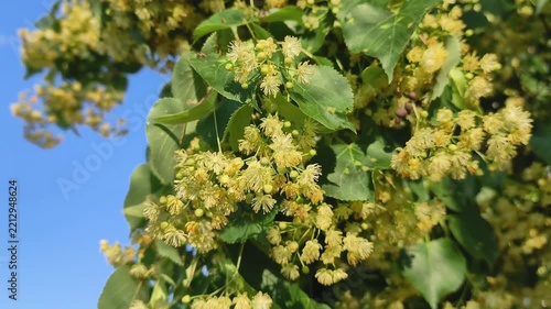 Tilia is a diverse genus of flowering trees and shrubs found across temperate Northern Hemisphere habitats, recognized for distinctive blossoms and dense foliage