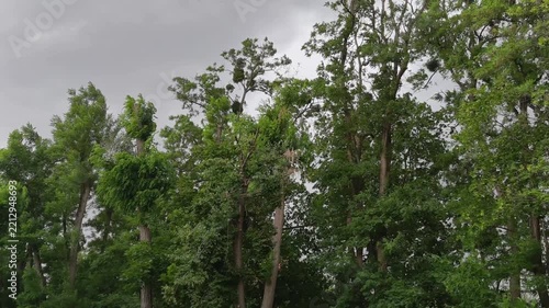 Heavy storm clouds gather overhead as strong winds move the trees, capturing changing weather conditions, turbulent skies, and dynamic natural movement 