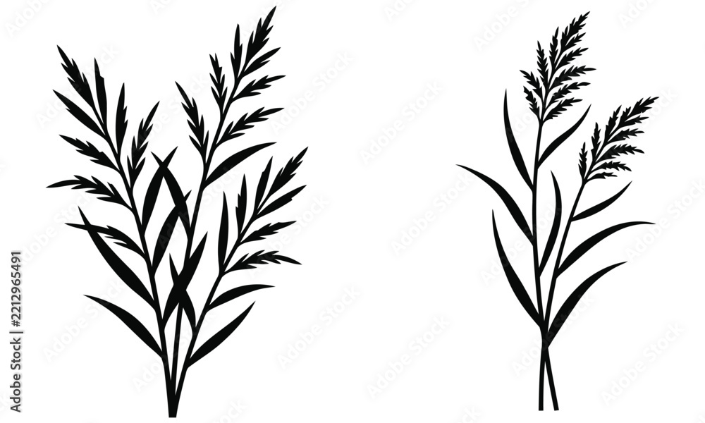 Obraz premium Grasses silhouette displays a simple botanical illustration against a white background herbage foliage flora