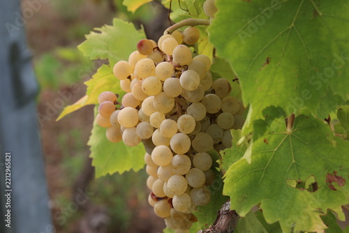 Grapes are ripening in the vineyard