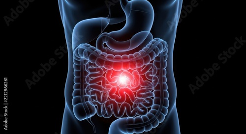 Human digestive system anatomy with glowing red area indicating abdominal pain or issue