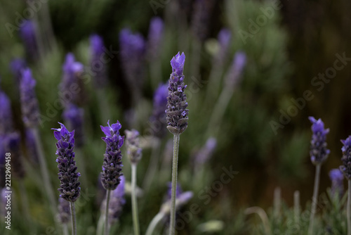 lavender flowers in the field