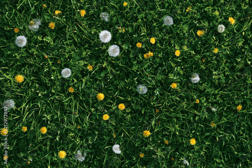 Fototapeta premium Yellow and white dandelions in green grass