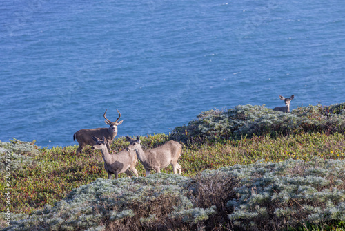 Deer and Sea