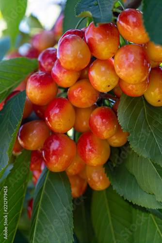 A close-up of ripe cherries on a branch in a sunny garden.
