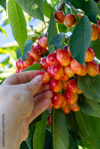 A close-up of ripe cherries on a branch in a sunny garden.
