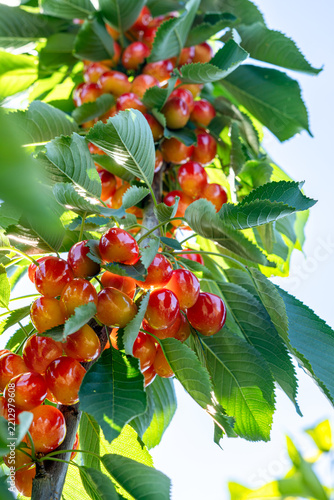 A close-up of ripe cherries on a branch in a sunny garden.
