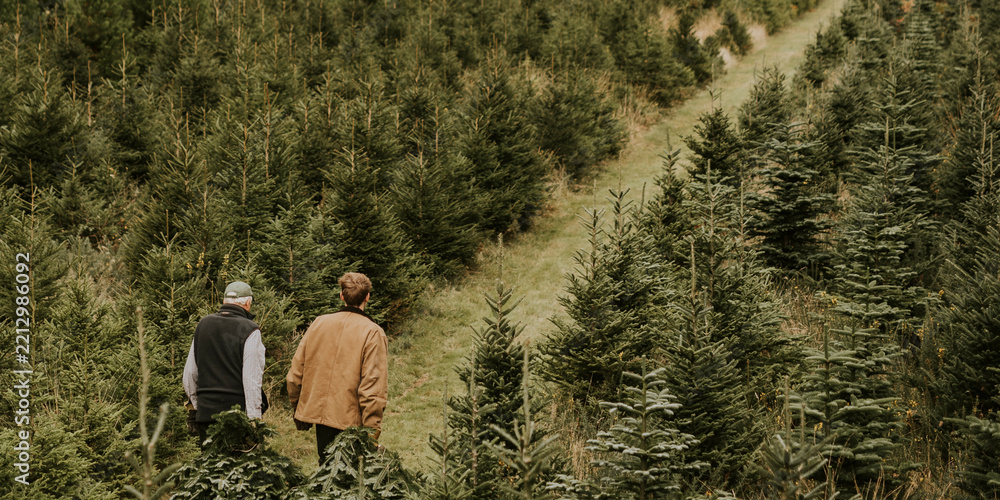 Obraz premium Men walking through Christmas trees