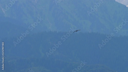 Golden eagle soars and glides over forested mountain slopes with snowy peaks, hazy summer day, telephoto tracking shot of bird of prey in flight