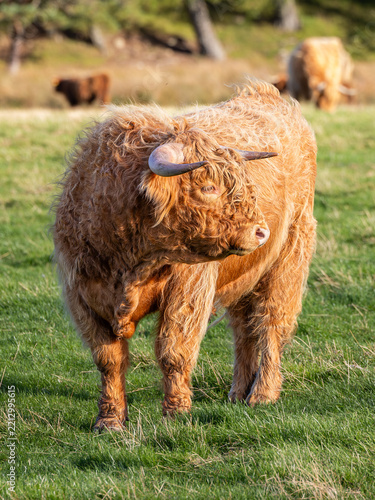 Highland Cow in the field