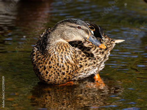 duck in the water