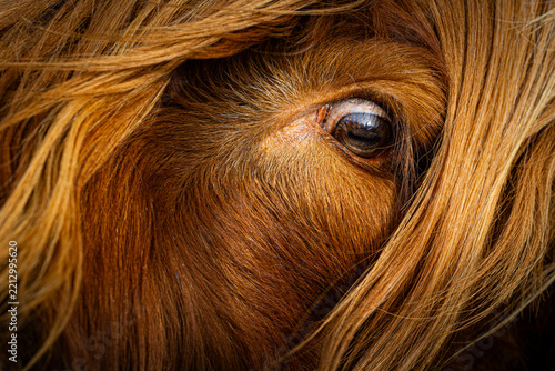 Close-up of a Scottish highland cow's eye