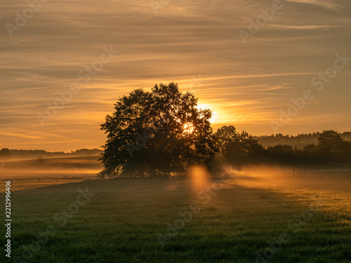 tree in the morning