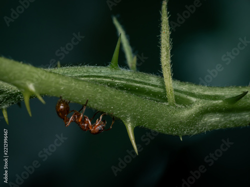 ant