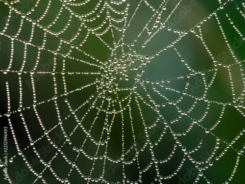 spider web with dew drops