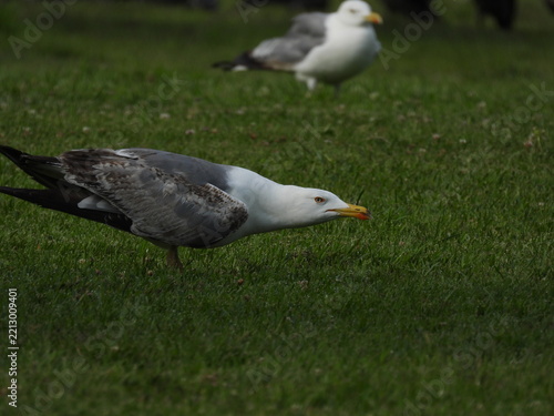 natural white seagull photo on the roof	