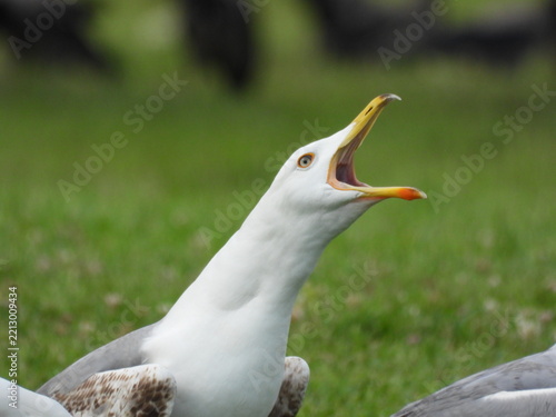 natural white seagull photo on the roof	