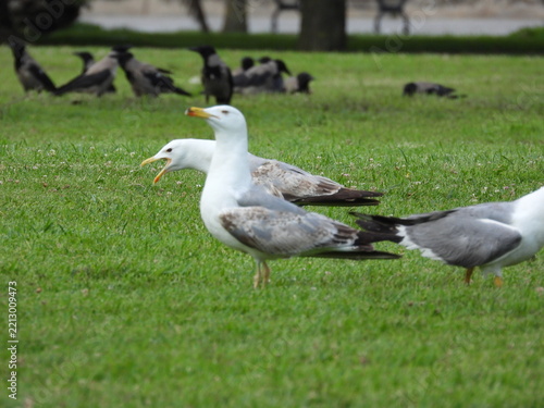 natural white seagull photo on the roof	