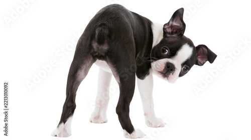 Fotografie Isolated playful Boston Terrier puppy looking back over its shoulder with a cute