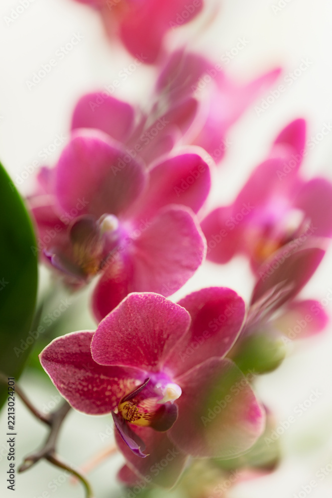 Obraz premium Phalaenopsis Orchid Brother Oconee 'Bedford'