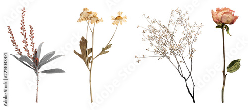 PNG Vintage botanical floral illustration on transparent background