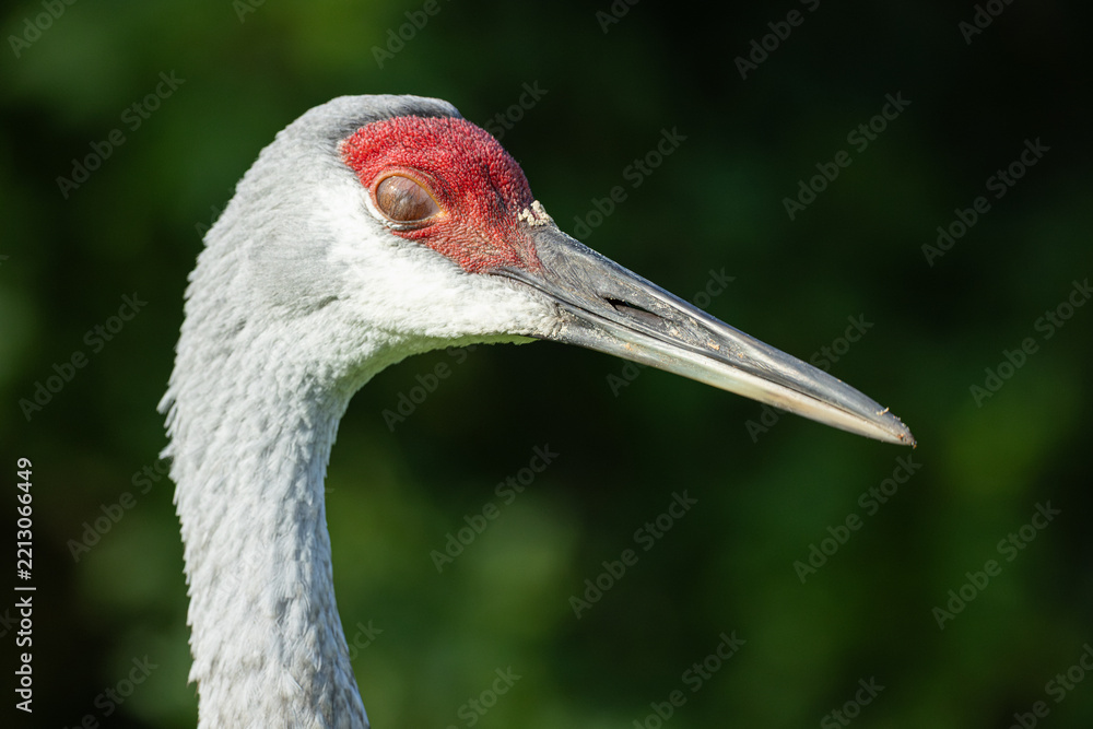 Obraz premium Sandhill Crane (Antigone canadensis) Blinking — Head and Neck Profile With Eye Closed Against Green Background