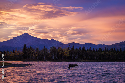 A Moose walking in a lake in autumn with sunset dramatic  clouds and pink sky