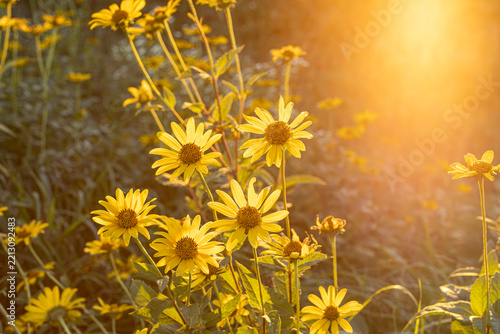 Heliopsis flower and sun flare in the evening.