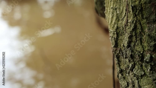 Abstract Tree Trunk and Soft Natural Reflection Background