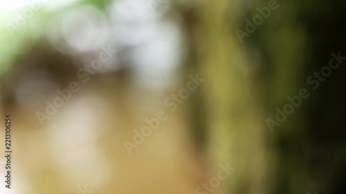 Soft Focus Nature Background with Tree and Warm Bokeh